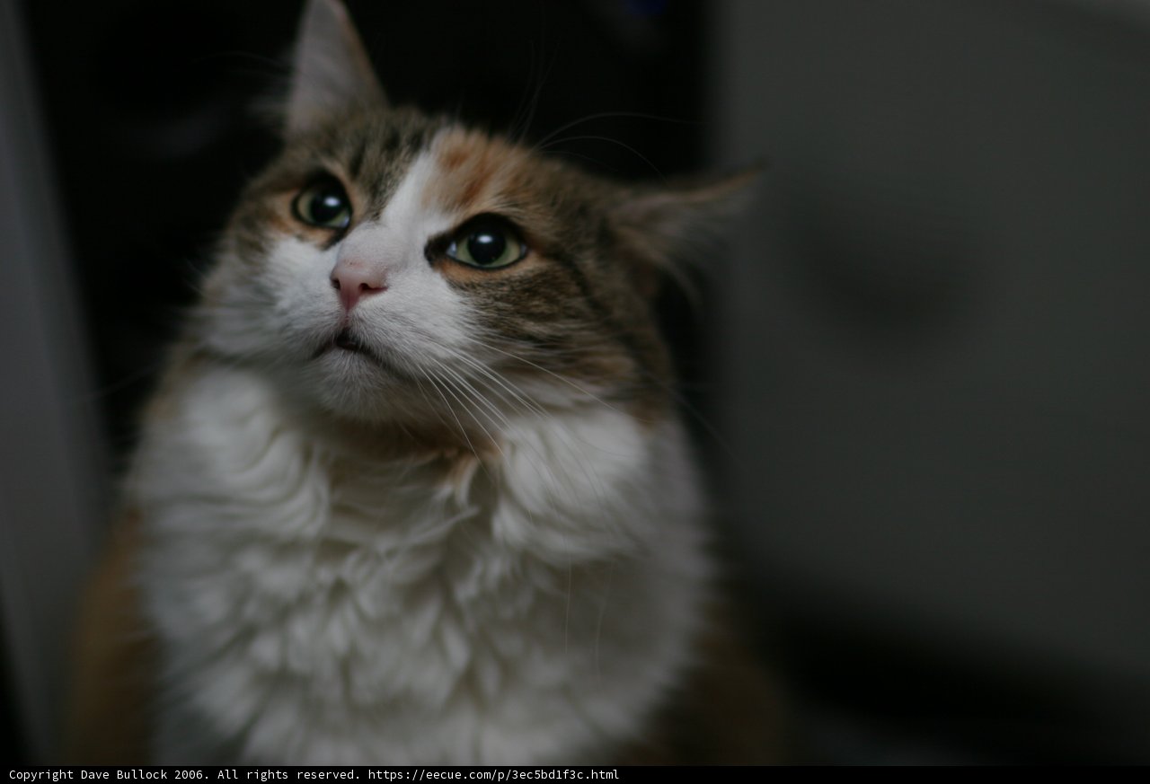 A Feline Greeting