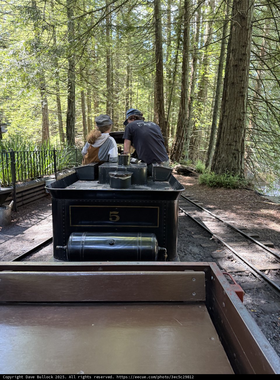 Journey Through the Redwoods