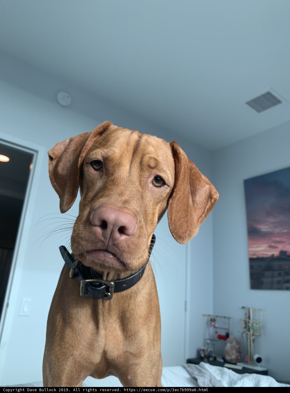 Pawsome Bedroom Companion