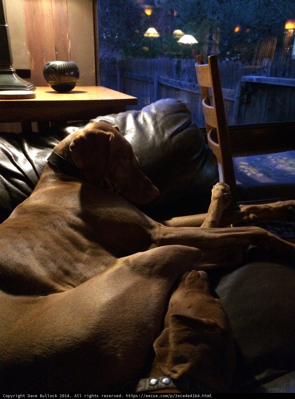 Canine Comfort