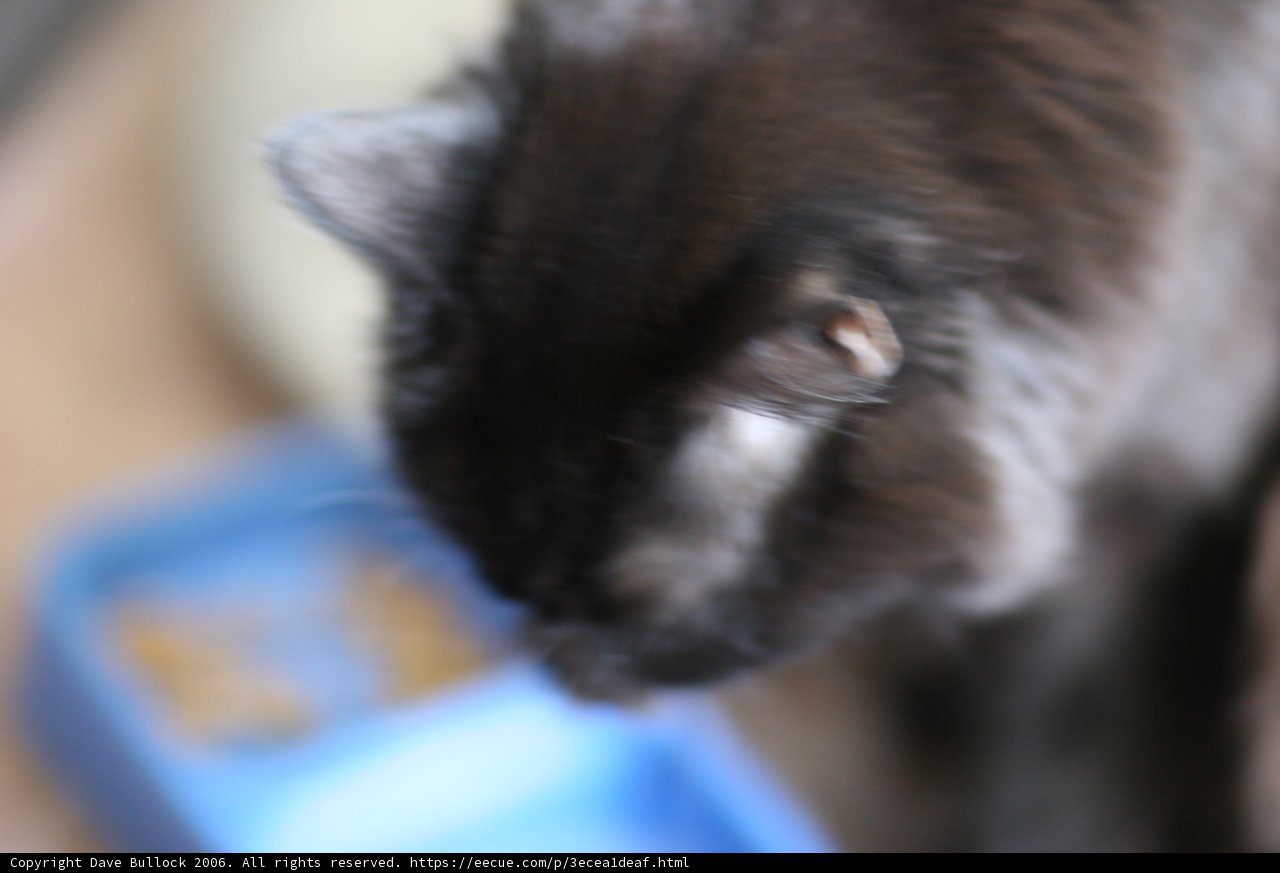 Hungry Kitty