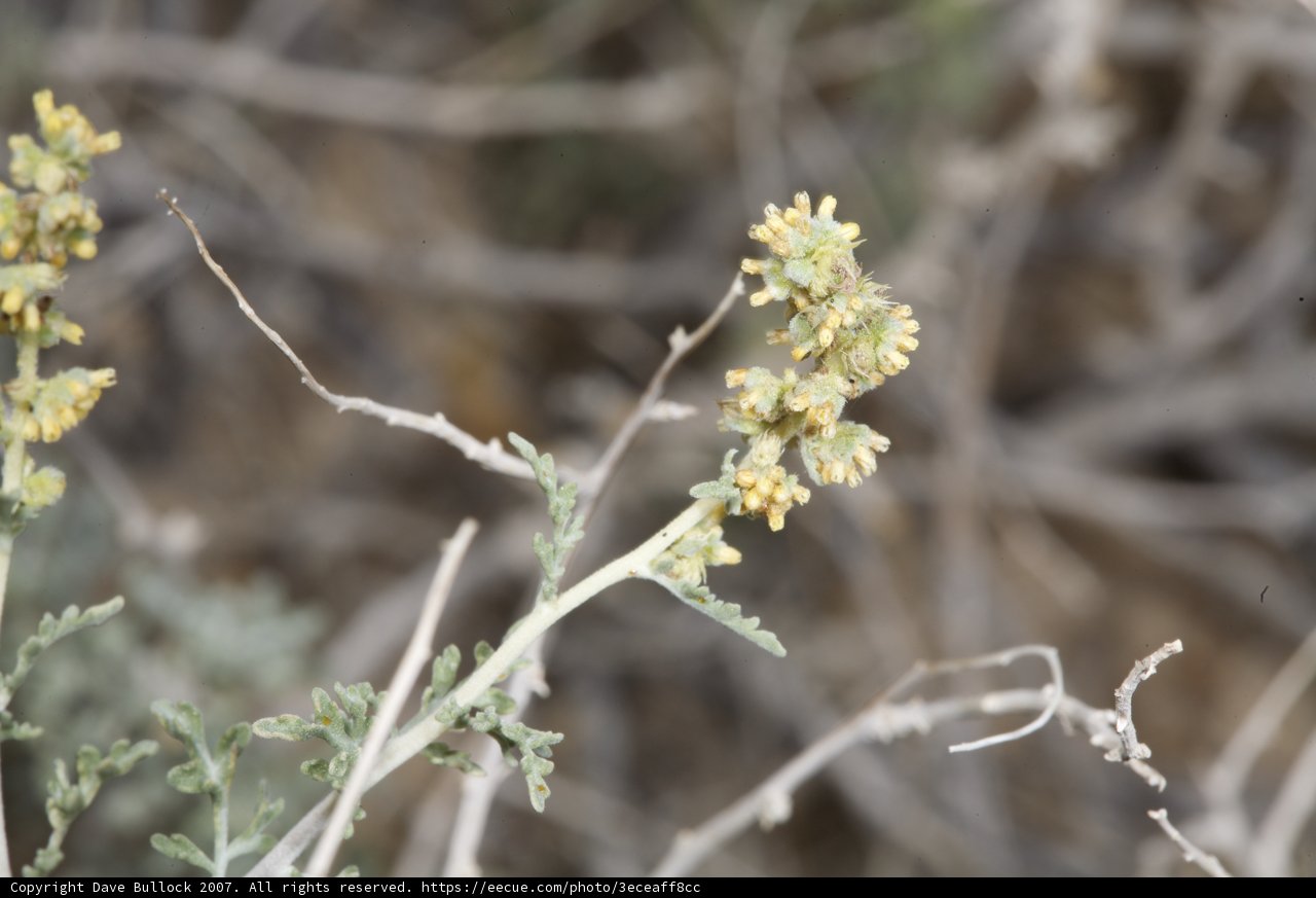 A Lone Bloom in the Barren Land