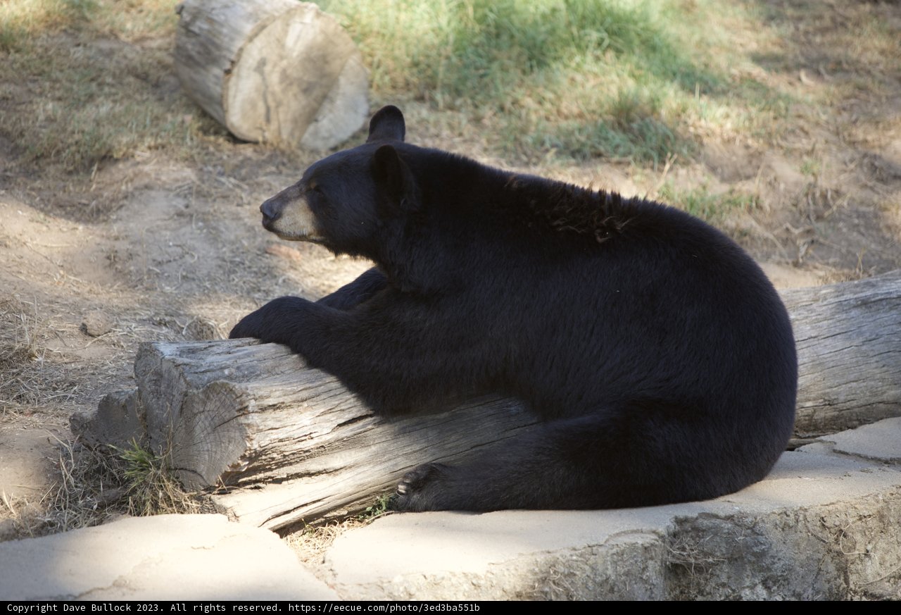 Tranquility in Black - The Majestic SF Zoo Bear