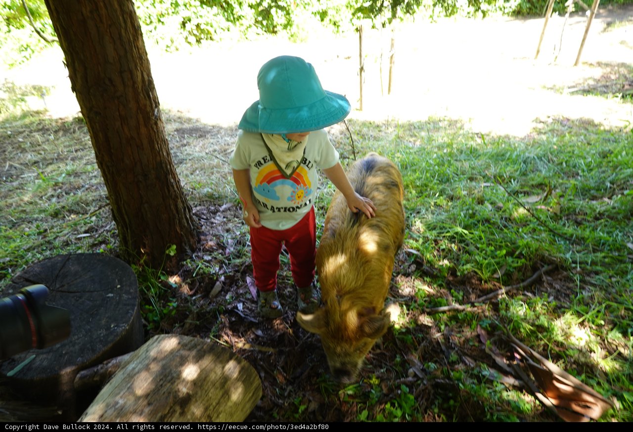 A Day in the Woodland