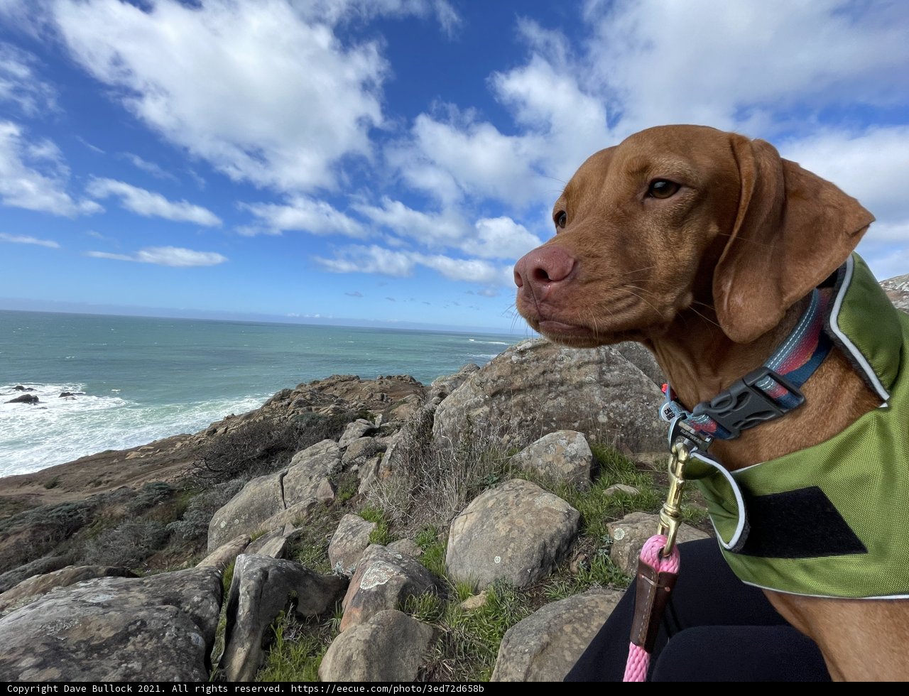 Coastal Canine on the Rocks