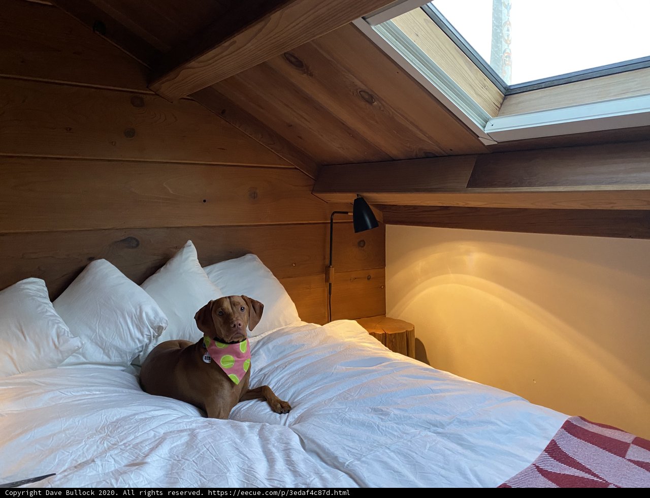 Cozy Canine Retreat