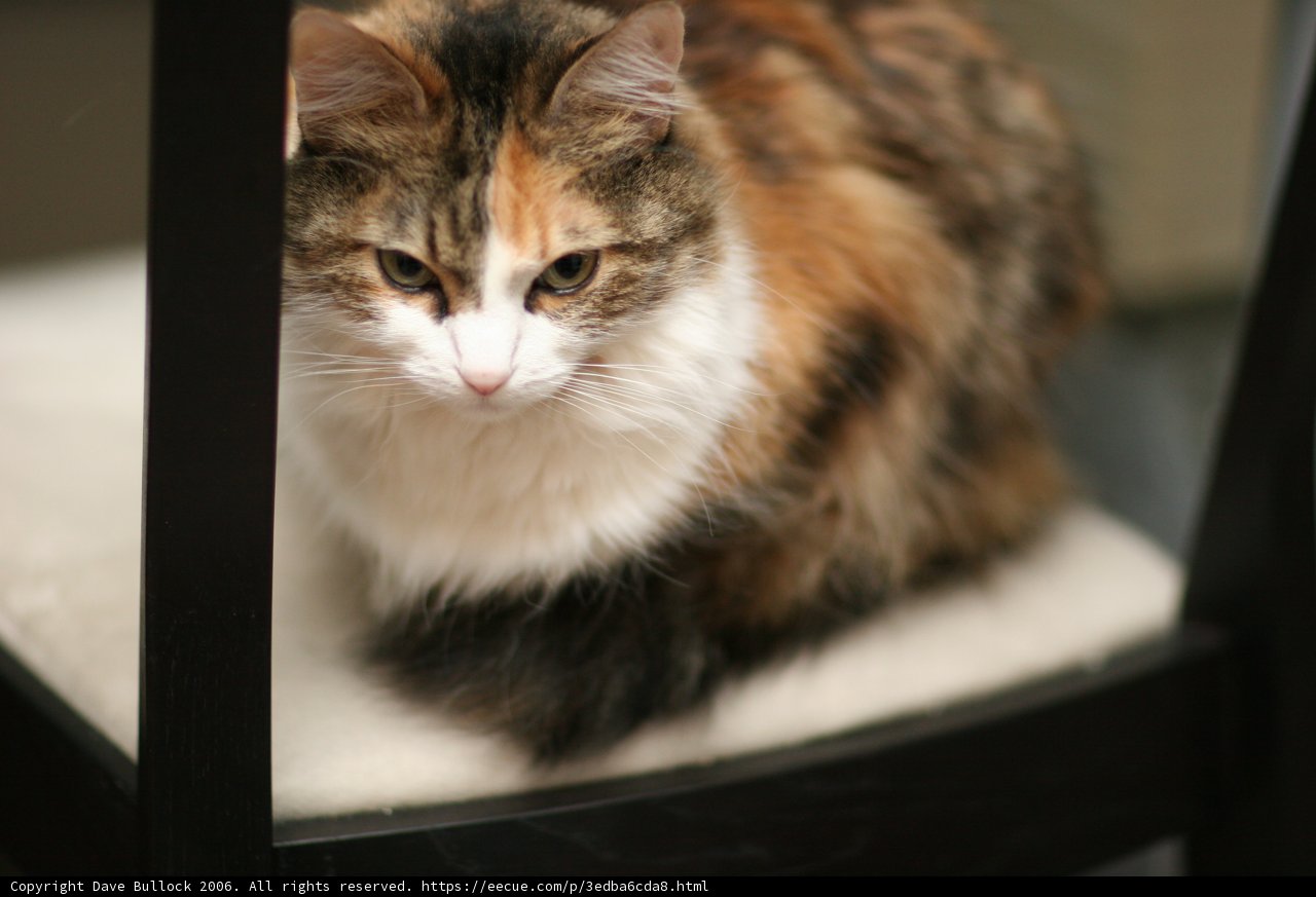 Chaircat