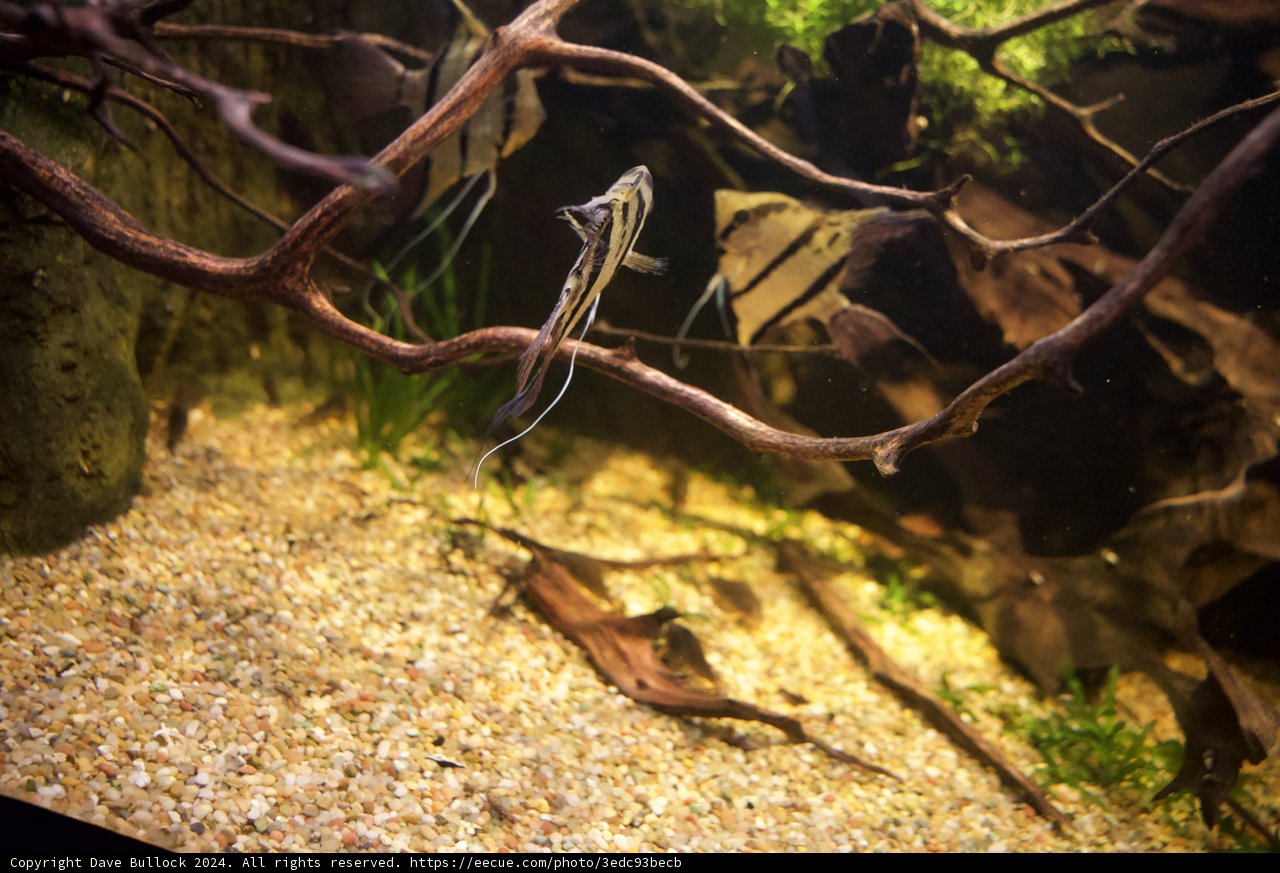 Underwater Tranquility: Witnessing Aquatic Life