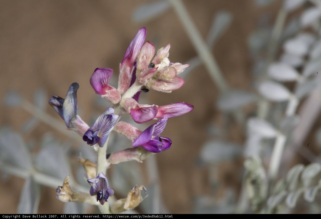 Desert Lupin