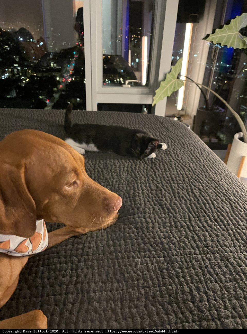 Furry Bedmates