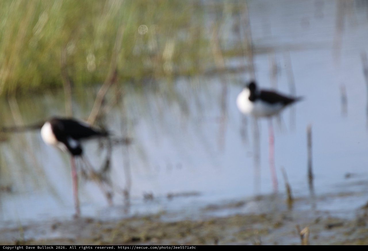 Black-Necked Stilts Wading in Shallow Wetland Waters
