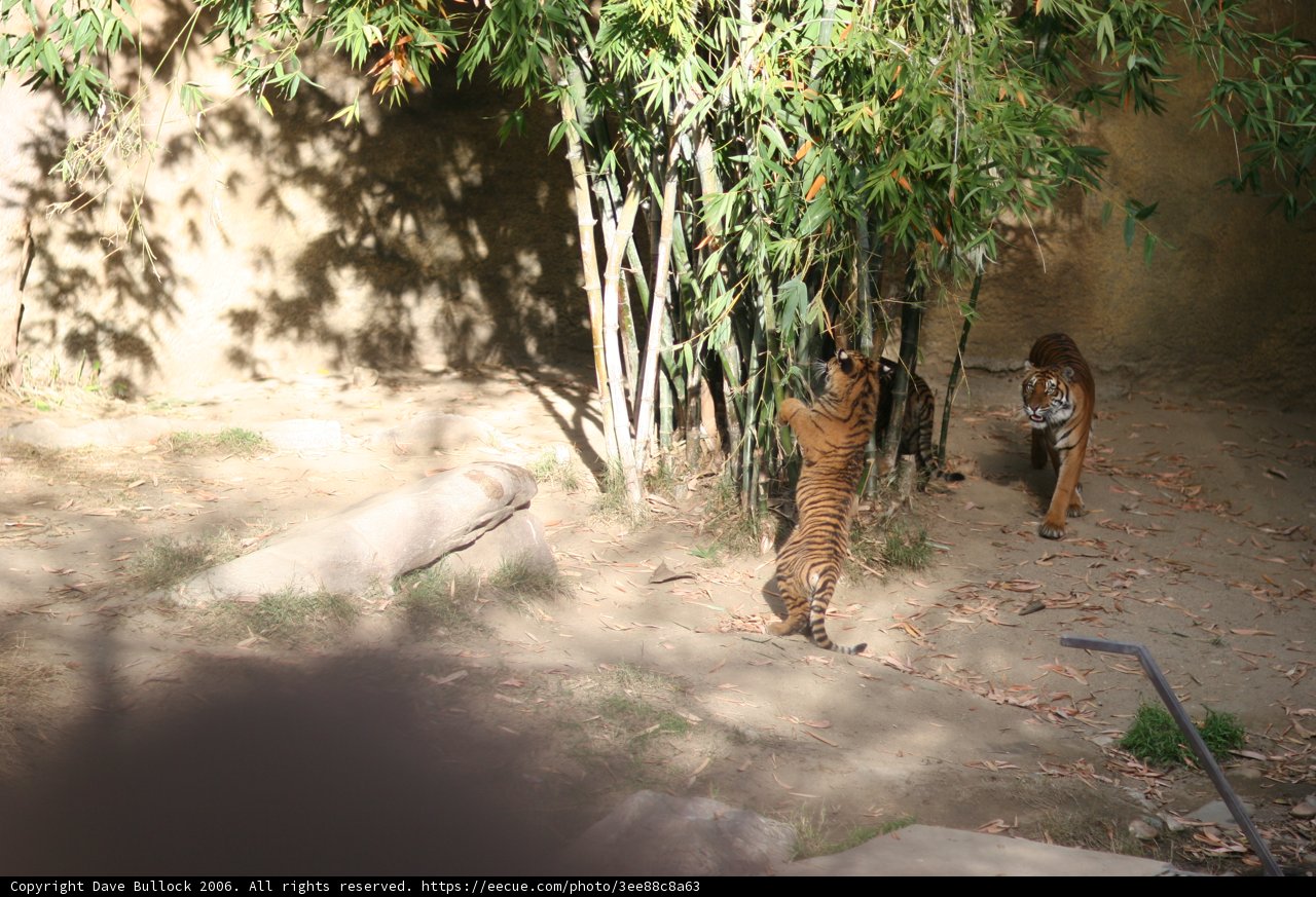 Playful Tigers in the Dirt
