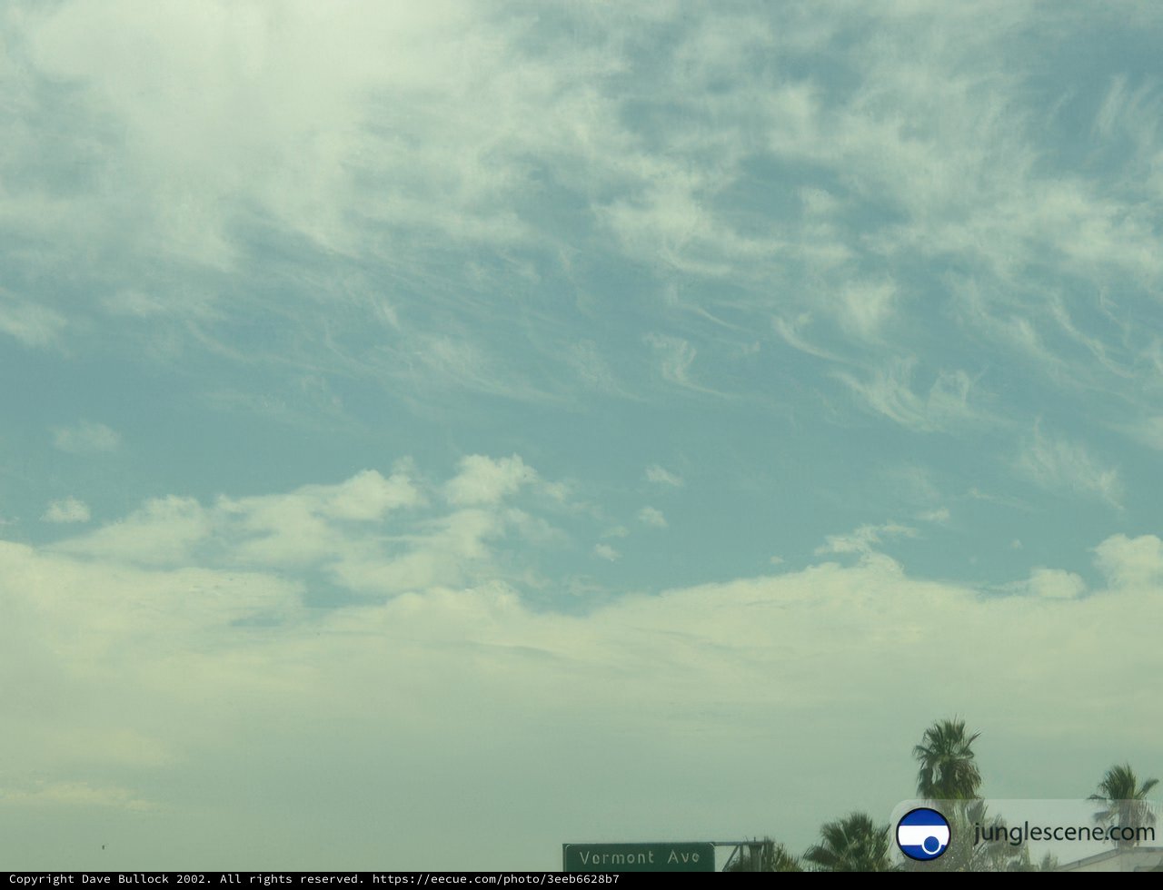 Sky and Palm Trees