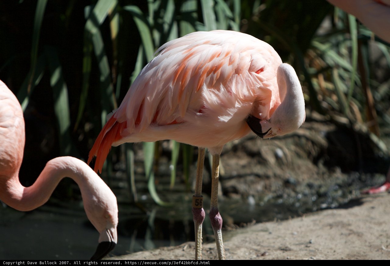Pretty in Pink