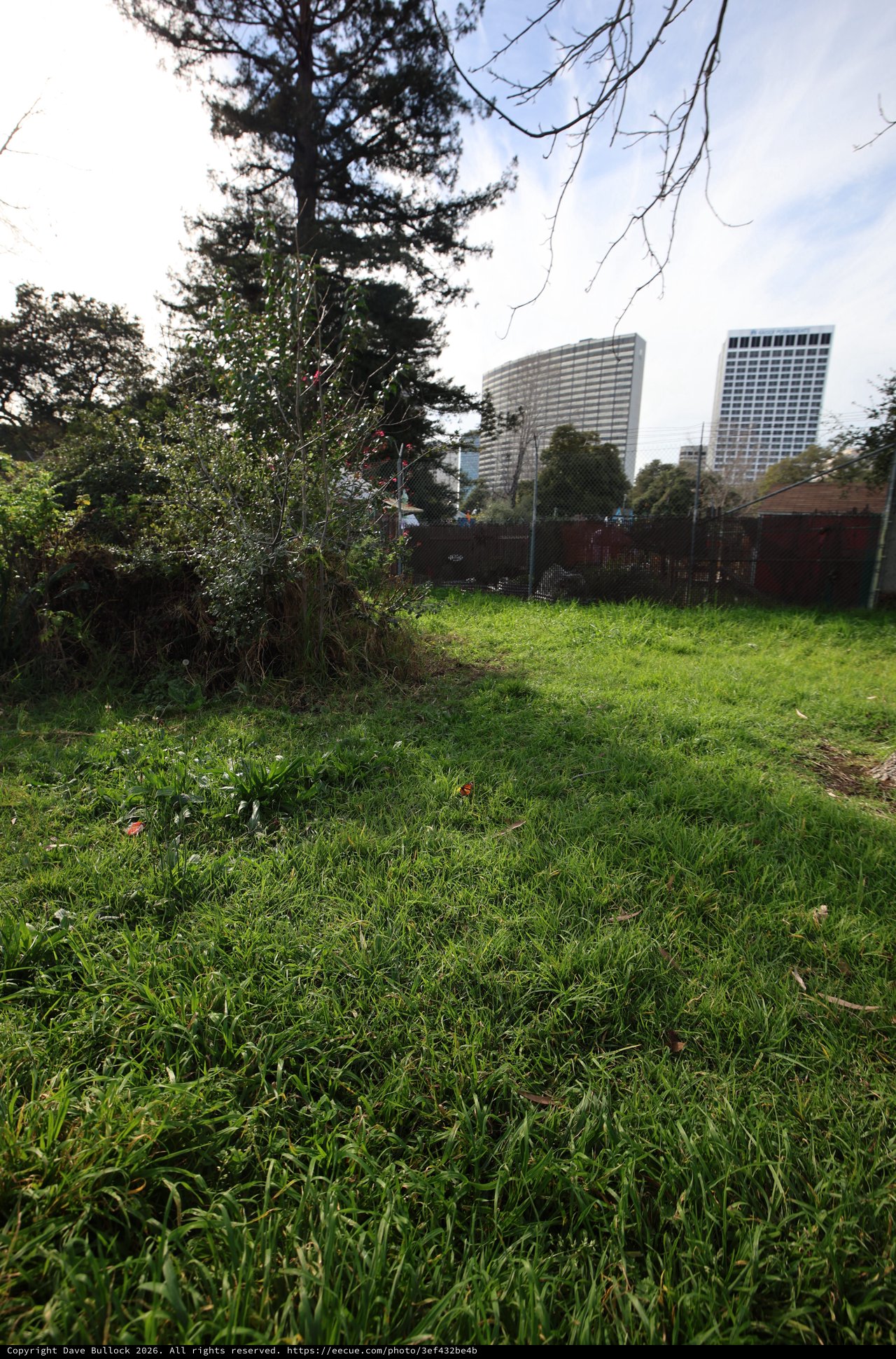 Urban Green Space with Downtown Skyline View
