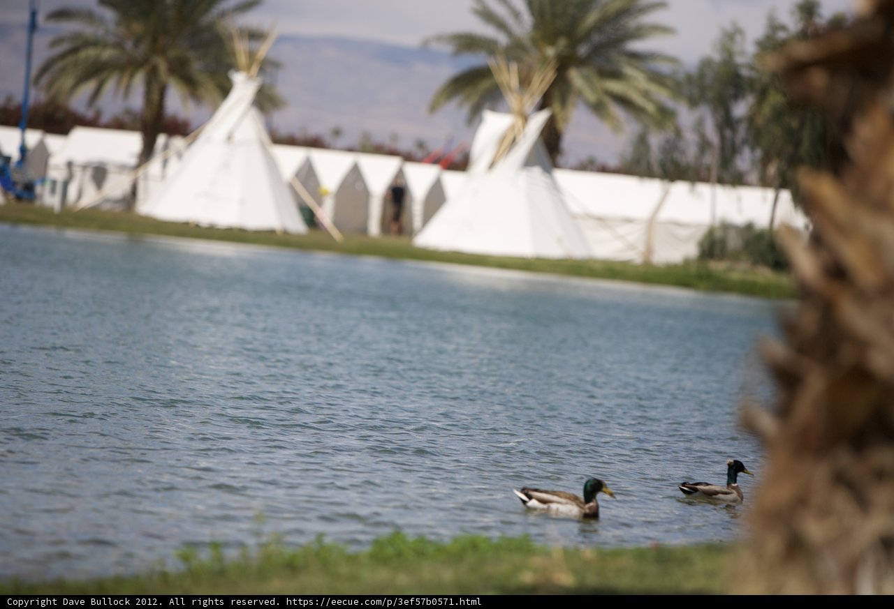 Ducks by the Teepee