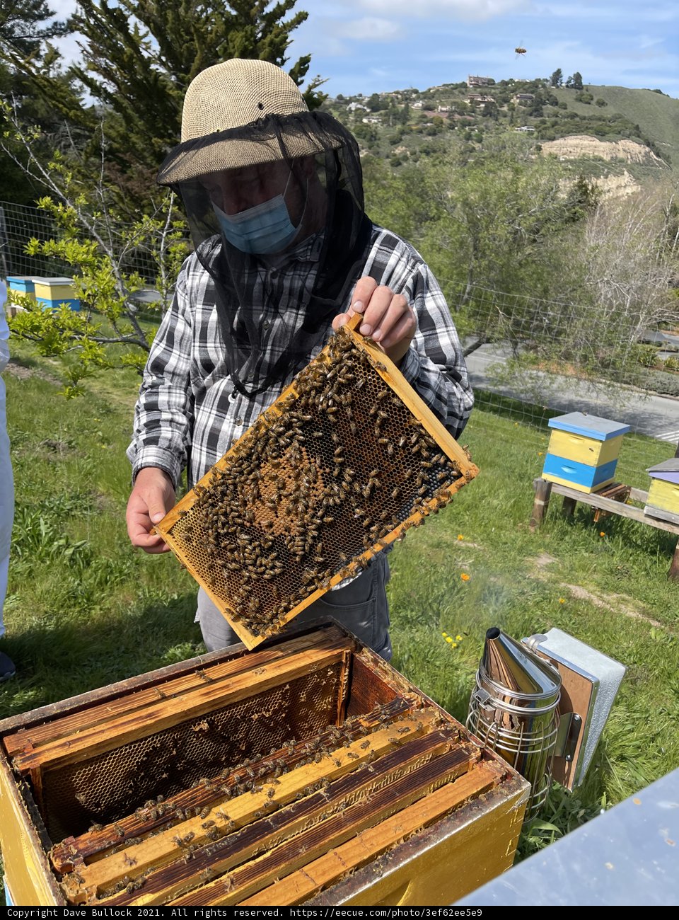 Beekeeper Tending to his Apiary in the Field