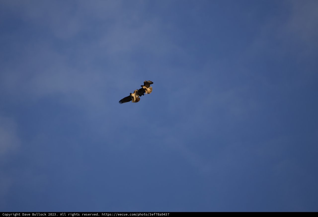 Soaring Above Lake Merced