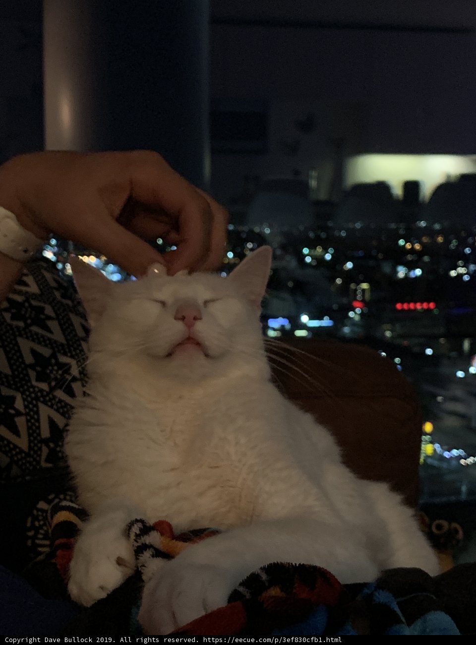Cozy Companion