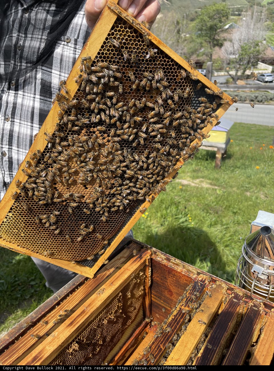 Beekeeper Showing Off 120 Honey Bees