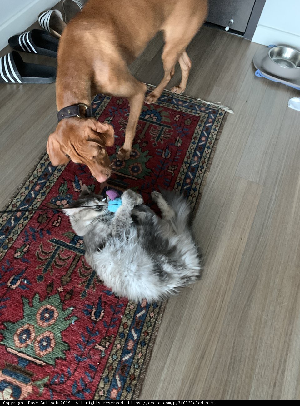 Furry Friends' Playtime