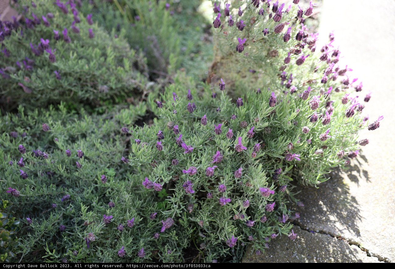 Purple Blooms by the Sidewalk