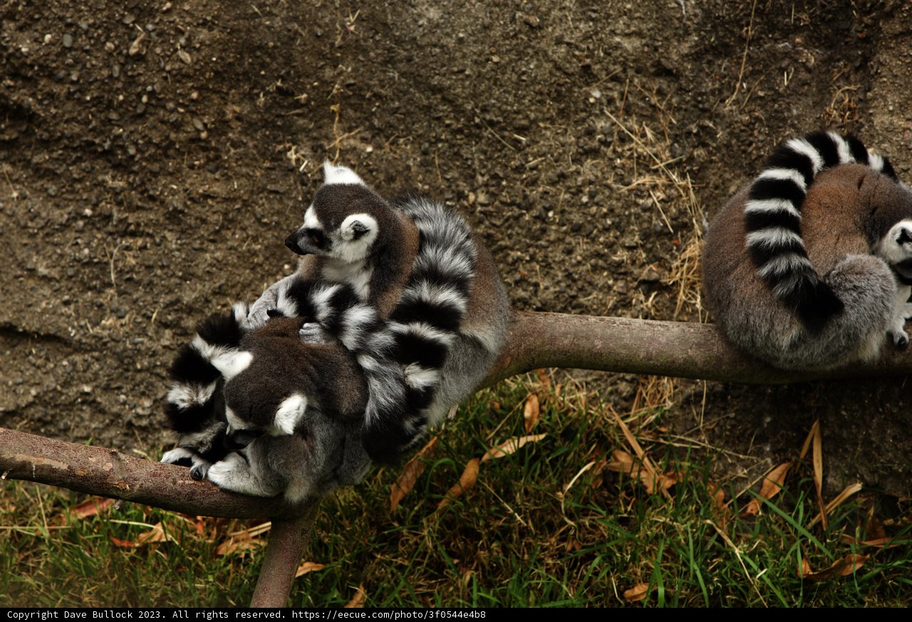Trio of Lemurs at Oakland Zoo
