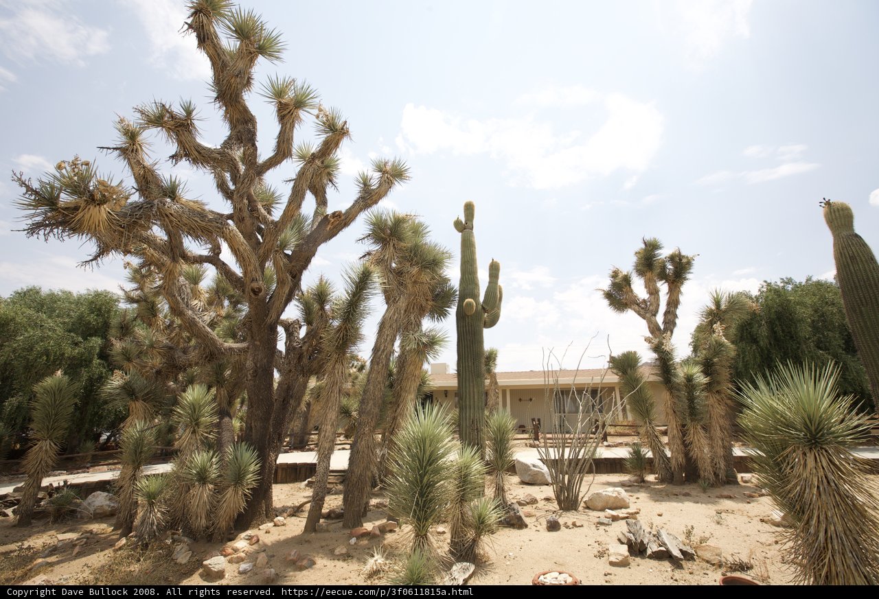 Desert Oasis
