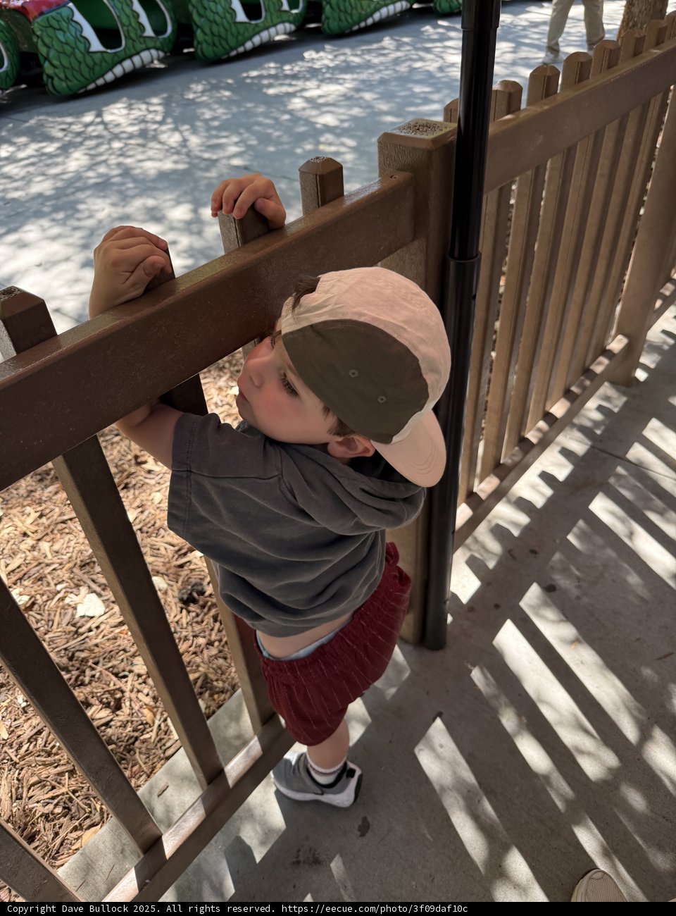 Curious Moments at the Zoo