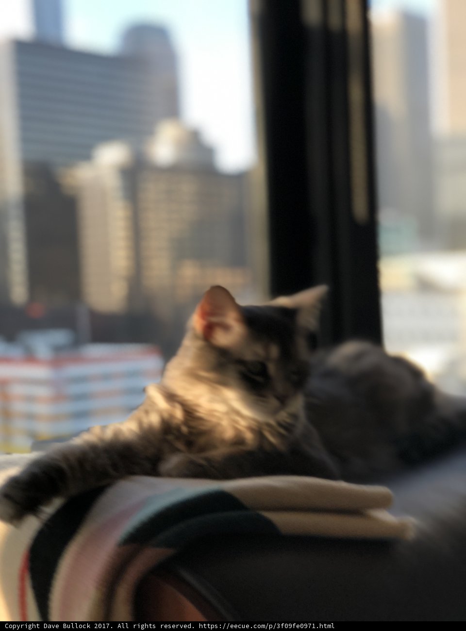 Urban Cat Nap