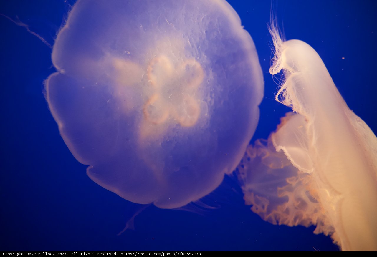 Indigo Baltic Embrace - The Jellyfish Dance