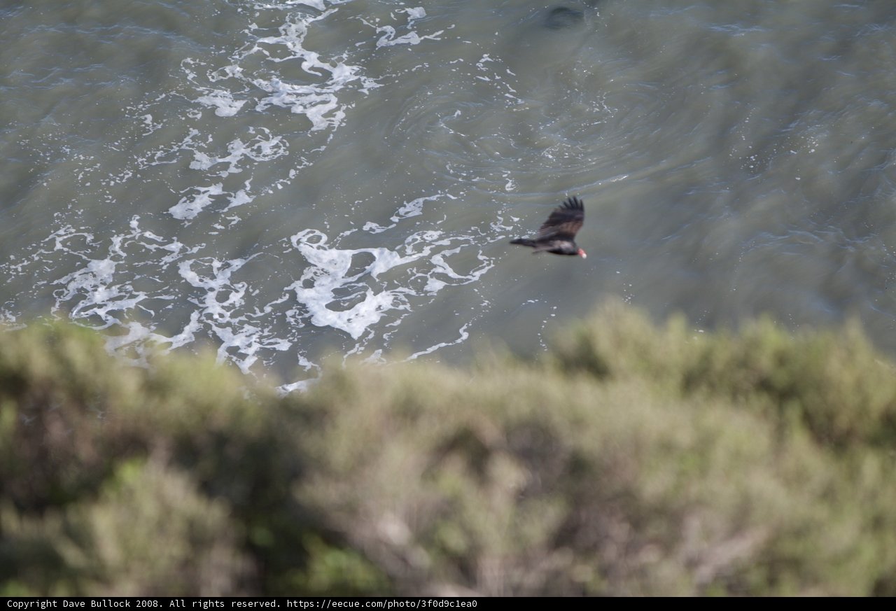 Soaring Over the Ripple