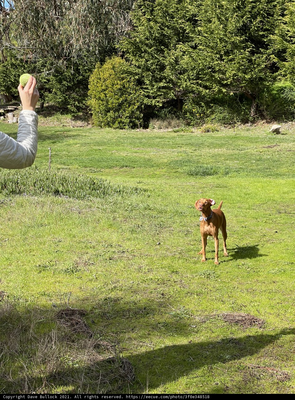 Frisbee Fun on the Grass
