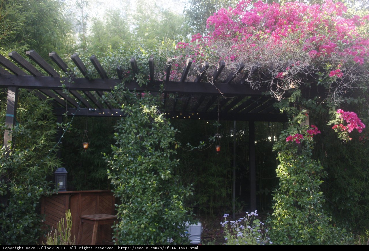 Pergola Paradise in Altadena
