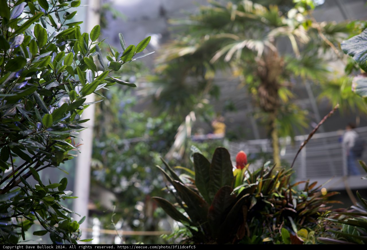 Blossoming Brilliance at the California Academy Rainforest