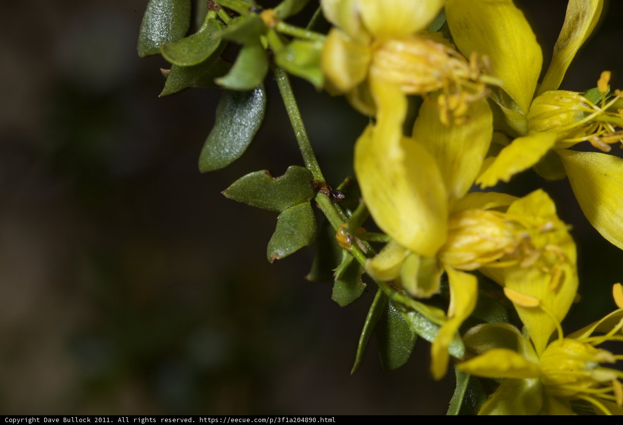 Yellow Blooms Amidst Verdant Foliage