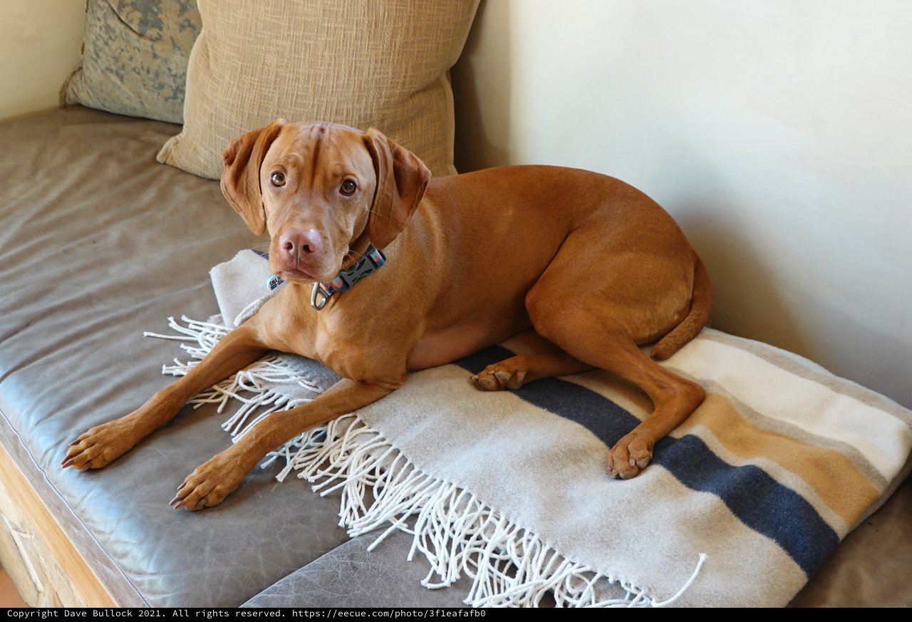 Relaxed Vizsla Resting on Couch with Blanket
