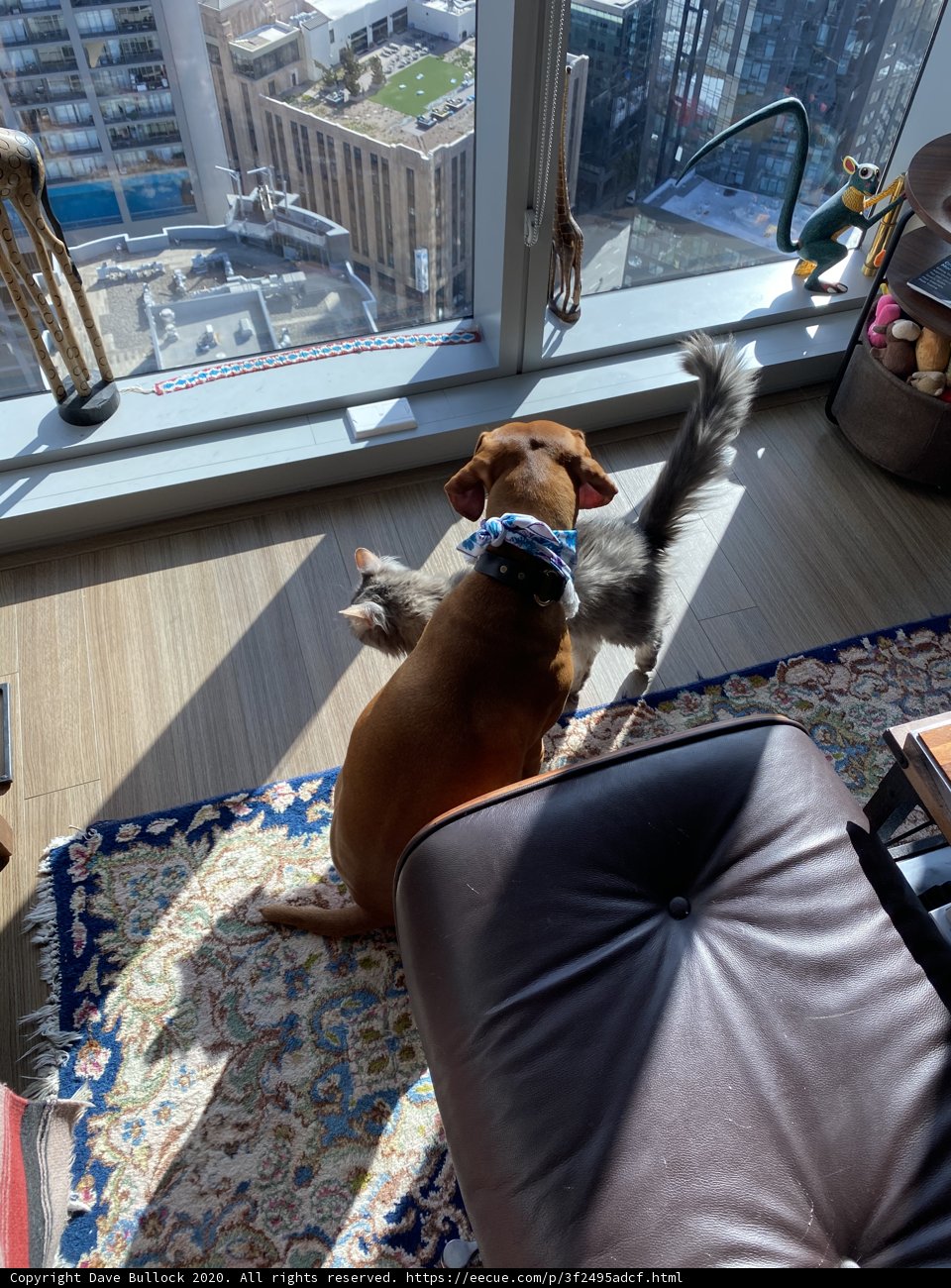 Furry Friends on Furniture
