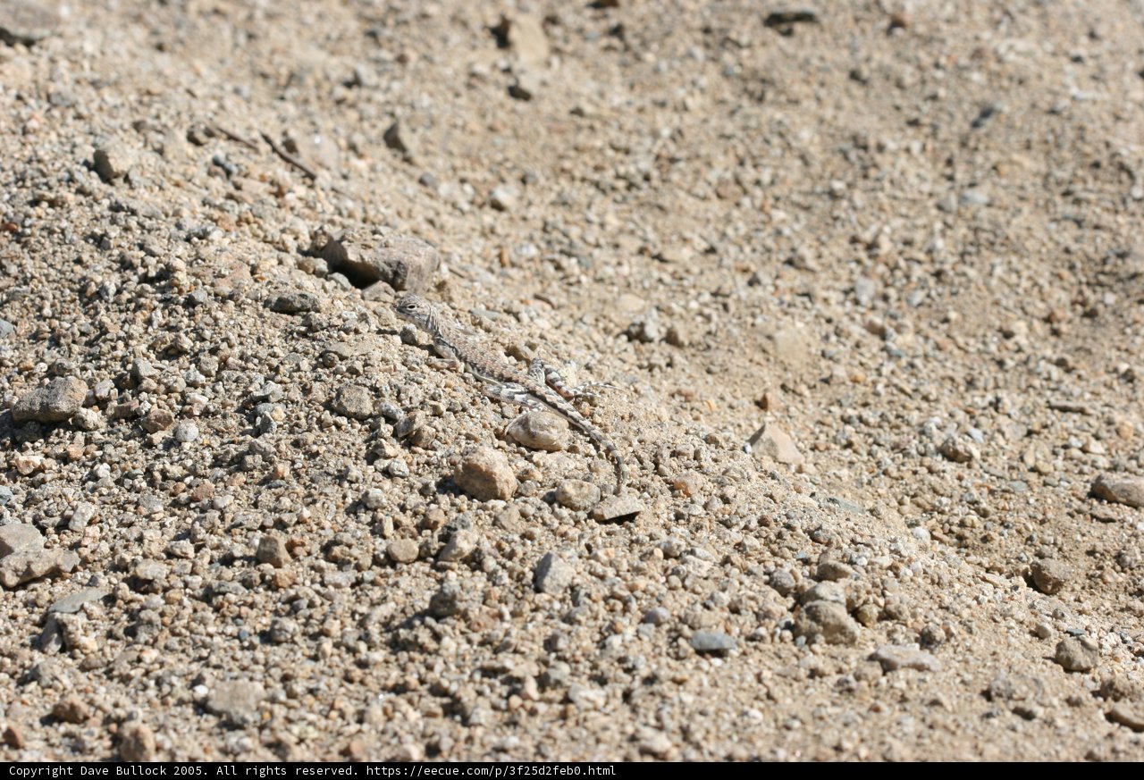 Sunbathing Lizard