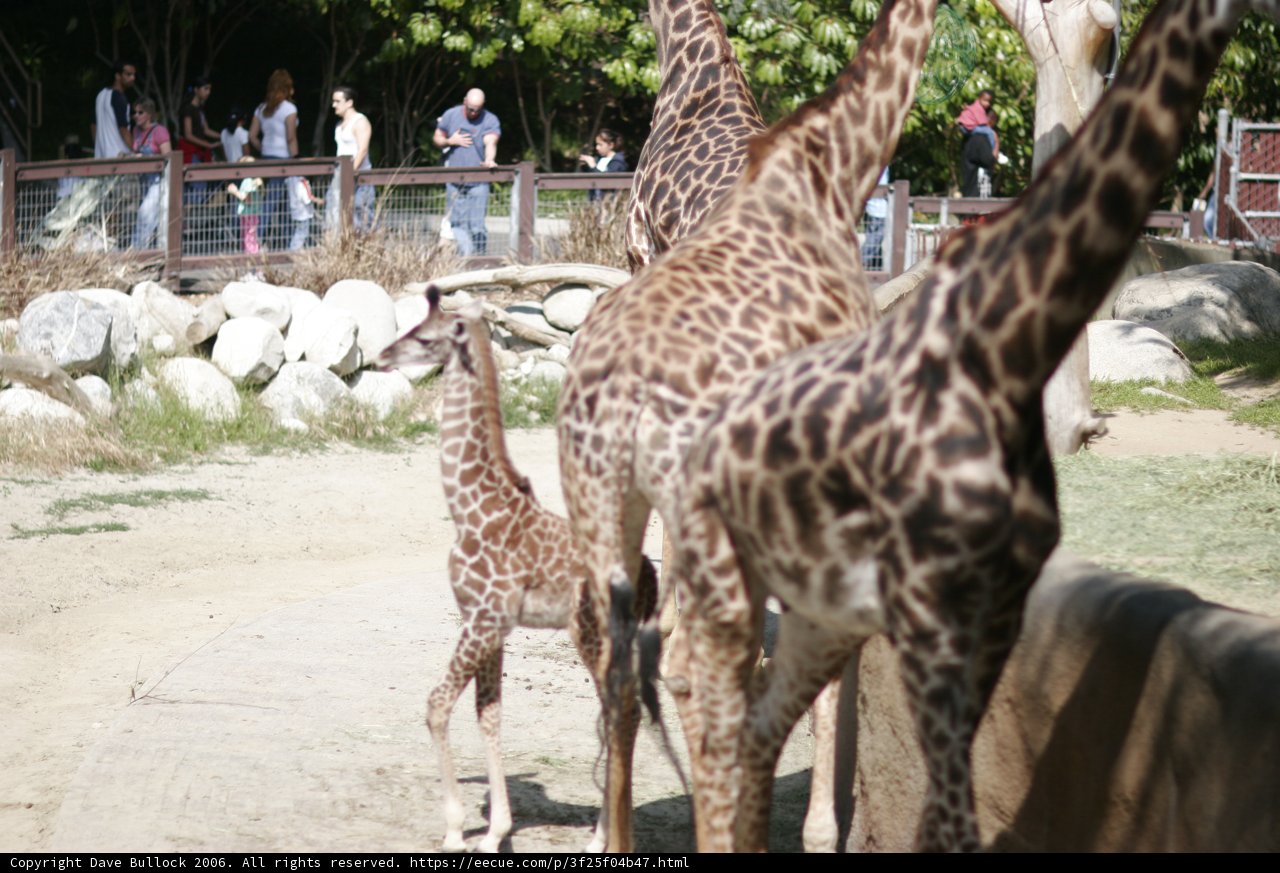 Towering Over the Zoo