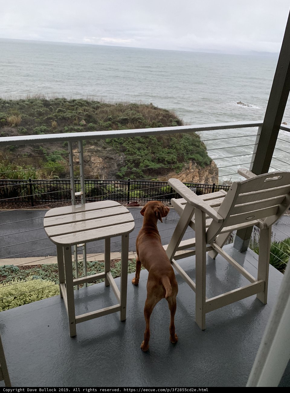 Balcony Dog with an Ocean View