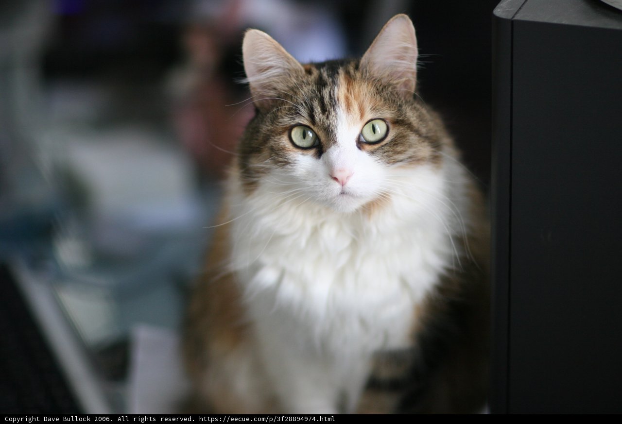 Desk Cat