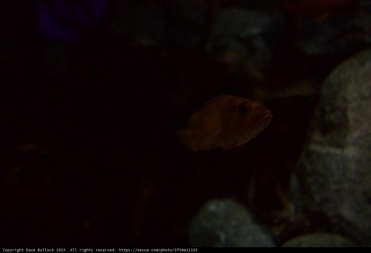 Serenity Underwater- Monterey Bay Aquarium, 2023
