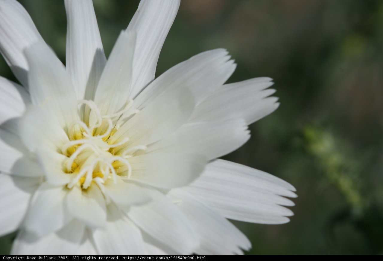 White Daisy
