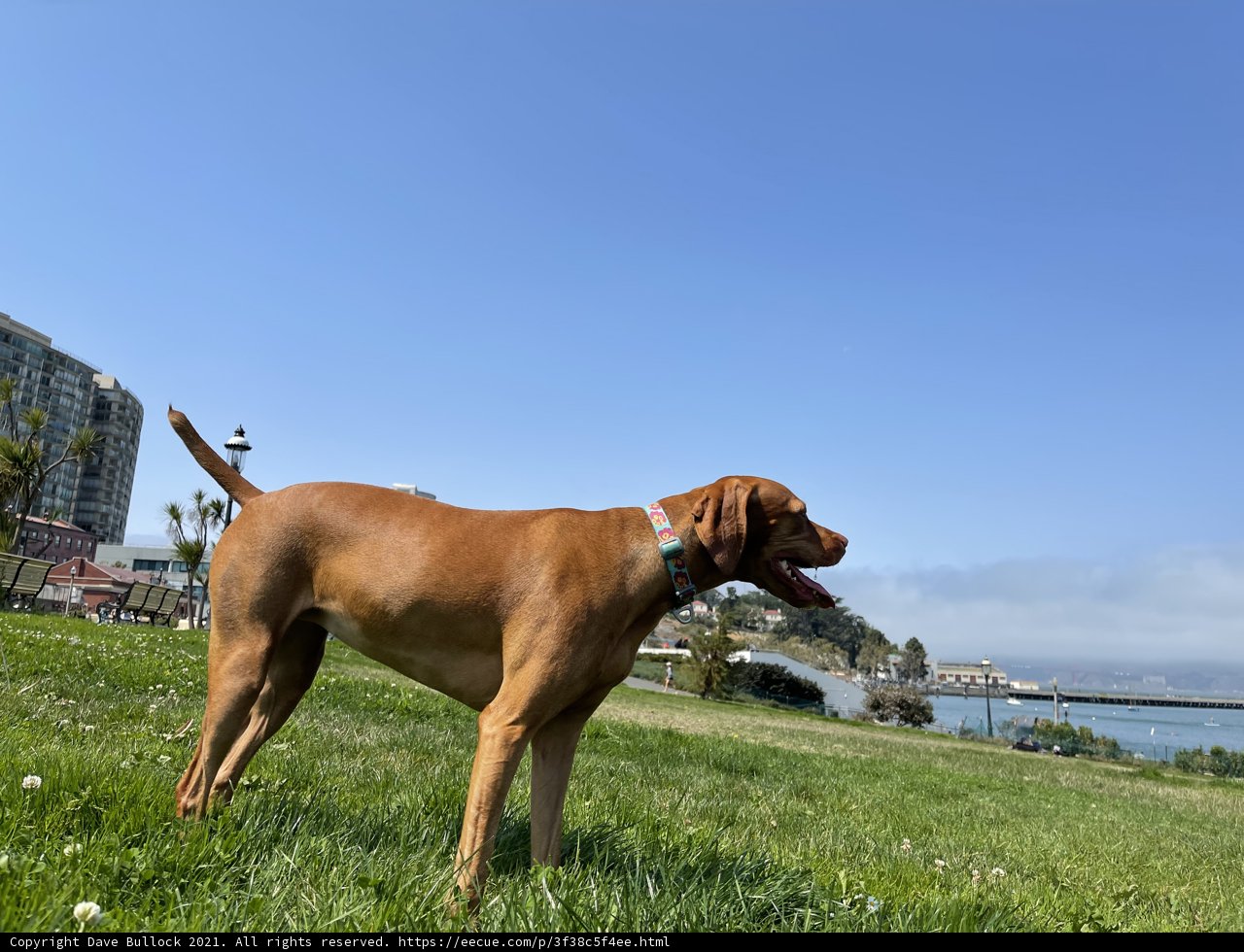 Serene Waterside Pooch