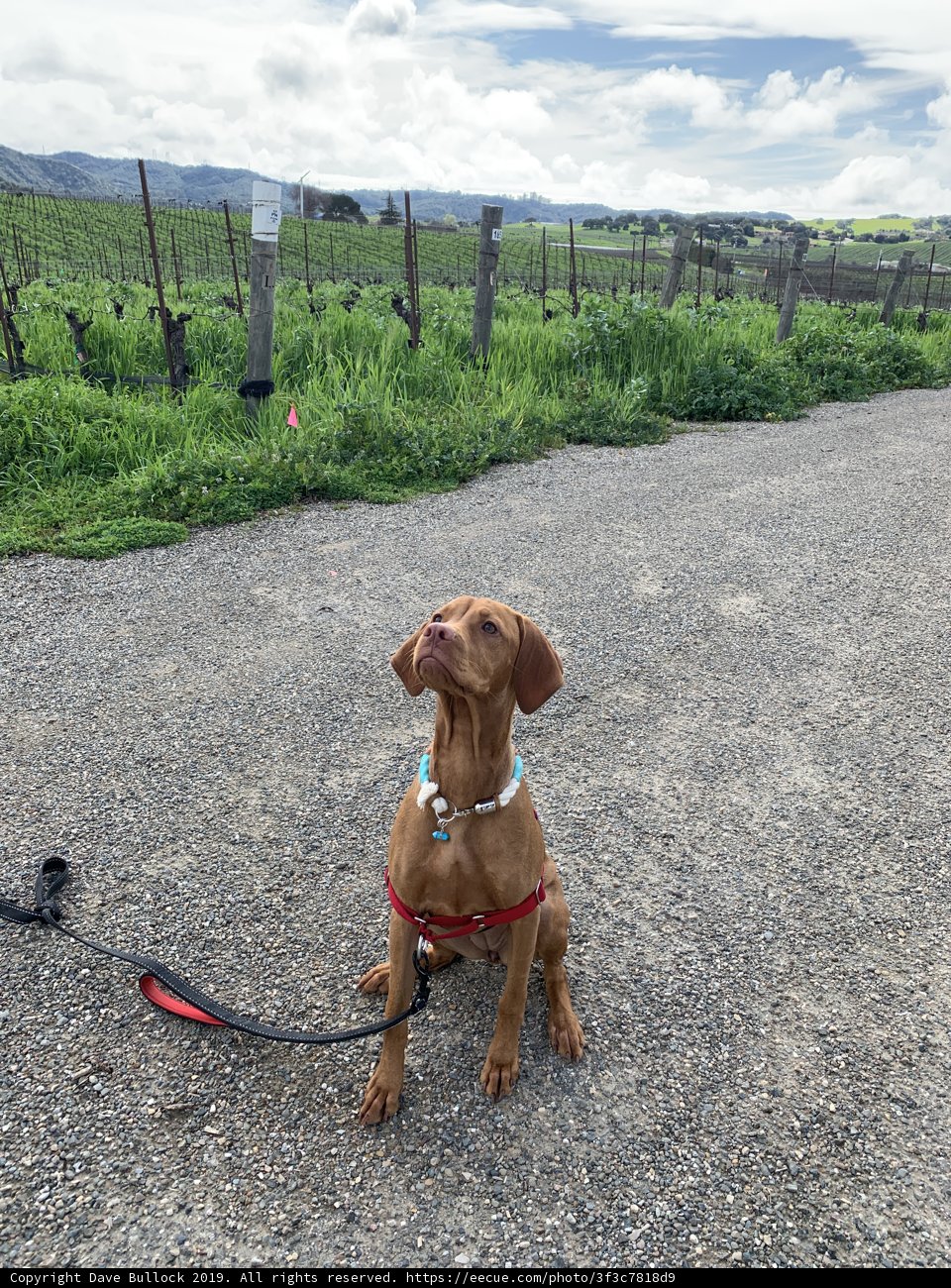 Road Trip with My Vizsla