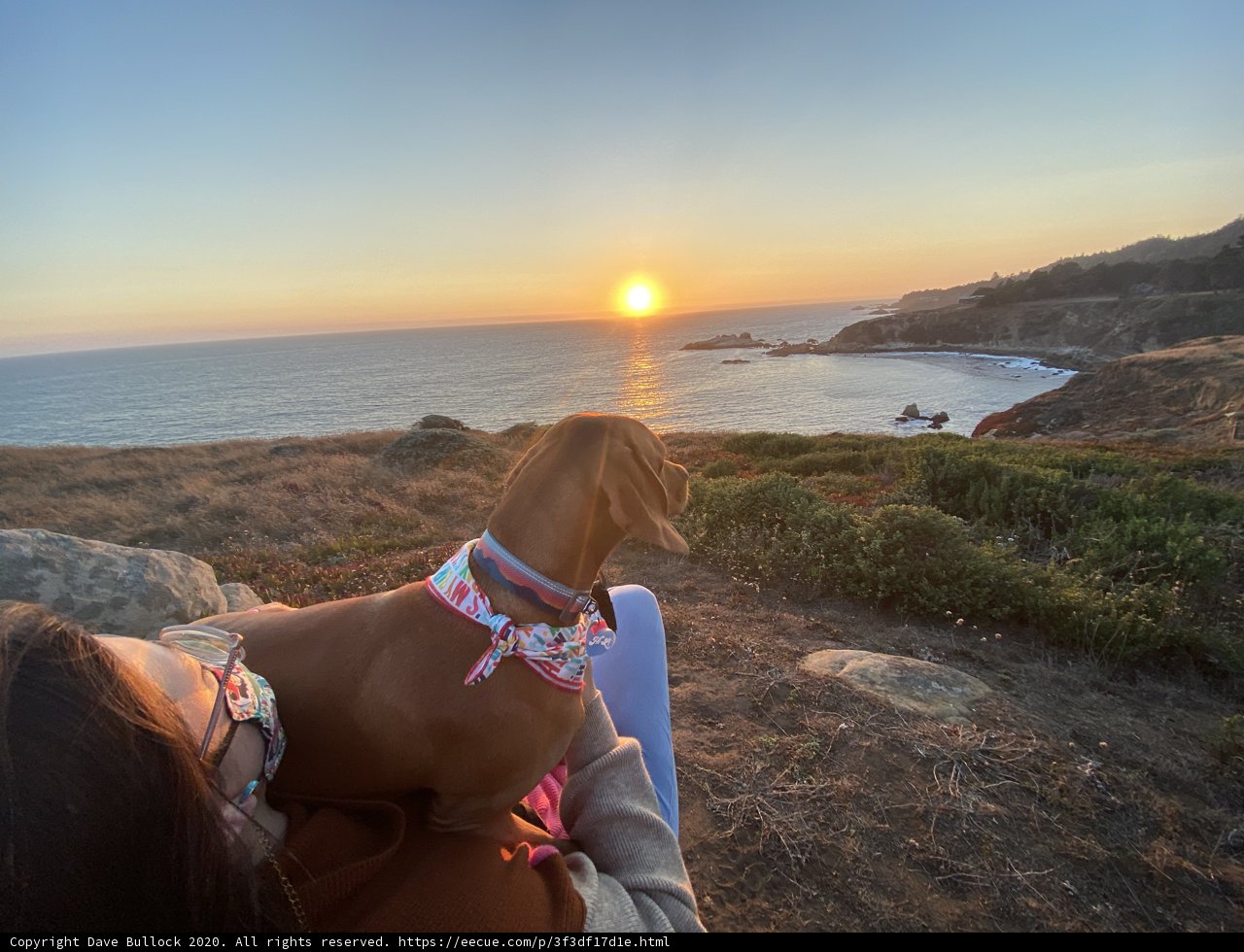 Overlooking the Ocean with My Canine Companion