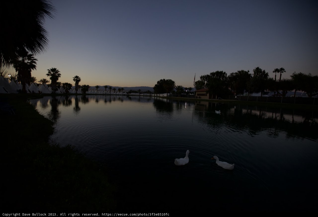 Sunset Swans