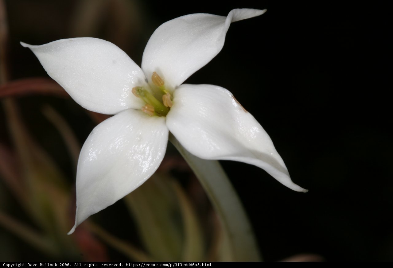 White Lily Blossom