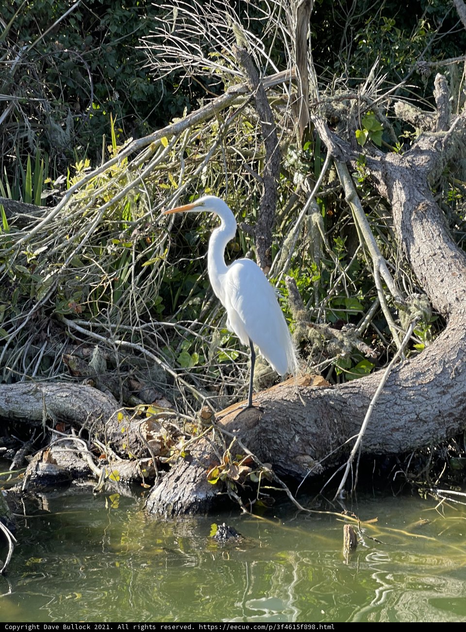 Graceful Heron on a Fallen Tree